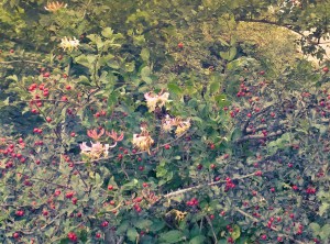 Hawthorn berries, rosehips and honeysuckle in North Oxon