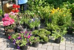 Plant-Sale-7